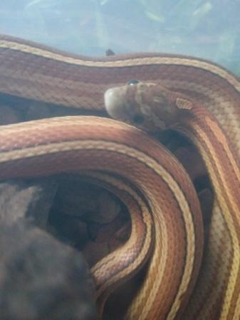 Image 2 of Young female tessera met scaleless corn snake