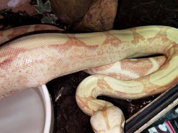 Image 3 of Albino roswell Laddertail boa constrictor male