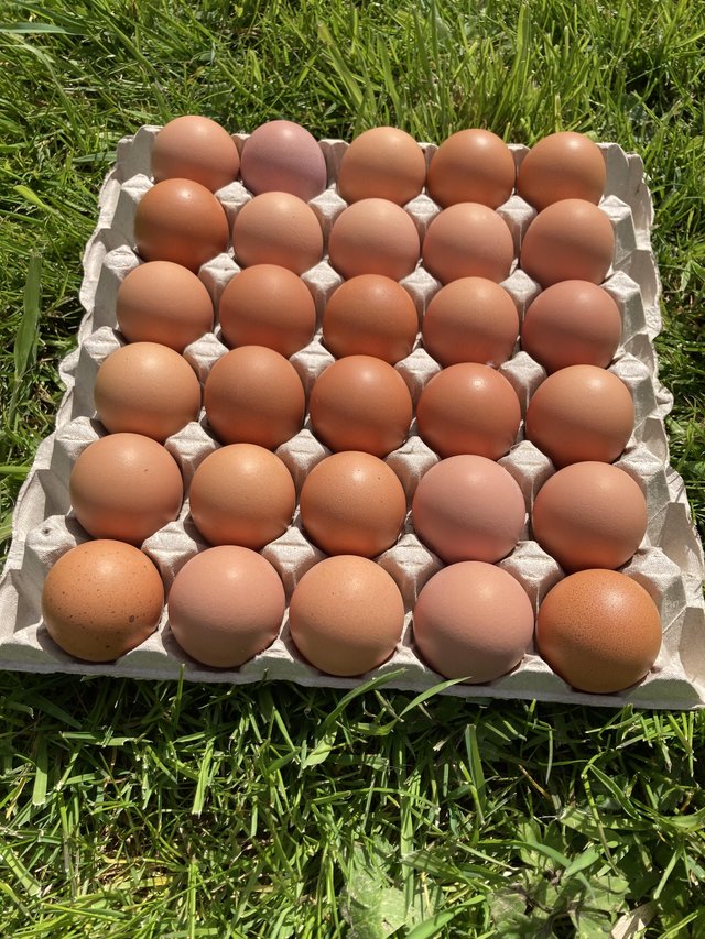 Preview of the first image of Free range hen eggs for sale.