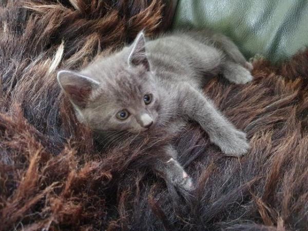 Image 13 of RUSSIAN BLUE KITTENS FOR SALE