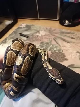 Image 5 of Ball python for sale Chester