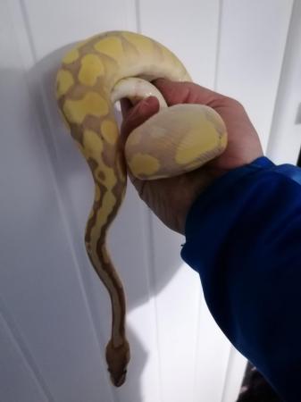 Image 5 of Banana royal python for sale around 8month old