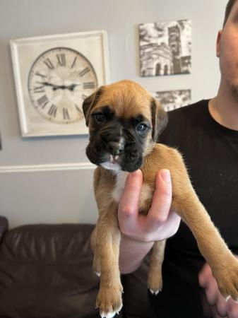 Image 3 of Adorable KC Boxer Puppies