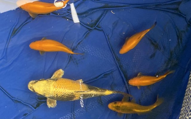 Image 1 of 5 yellow/ orange goldfish.