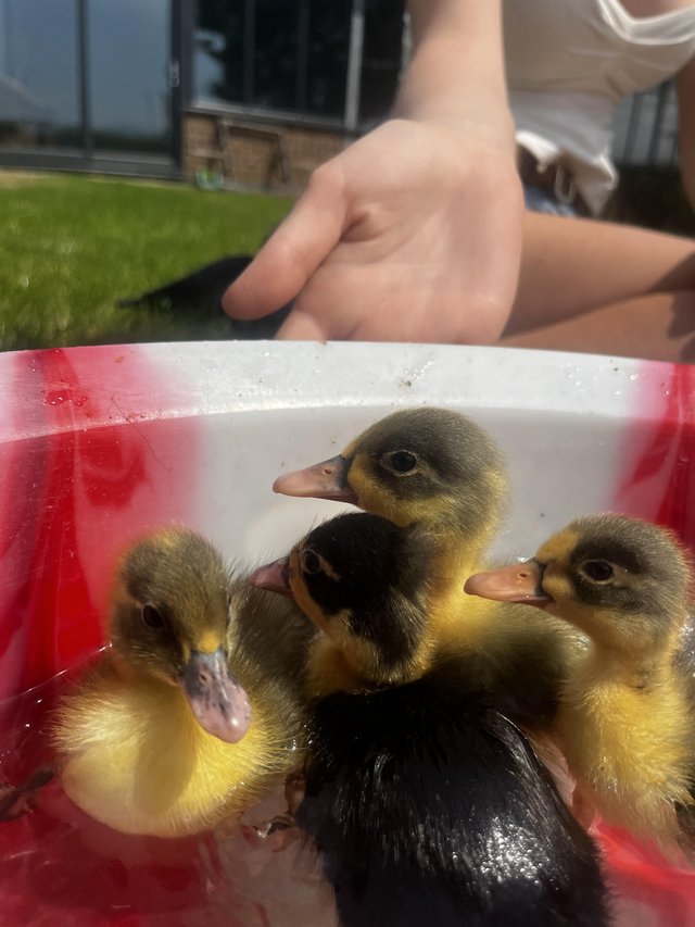 Preview of the first image of muscovy ducklings for sale.
