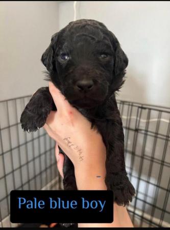 Image 6 of F1B Labradoodle puppies for sale looking for loving humans