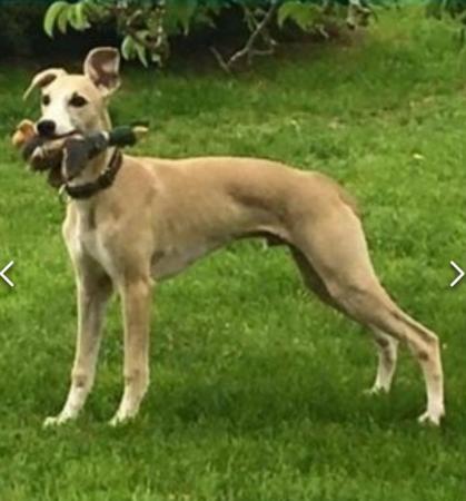 Image 6 of Beautiful KC Registered Whippet Puppies!!