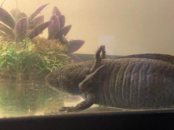 Image 4 of Male Axolotls wants forever home