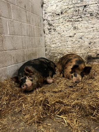 Image 2 of Pigs looking for a new home