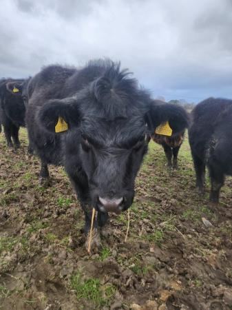 Image 1 of Pure breed Dexter cattle for sale eith calf at foot