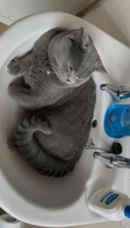 Image 4 of 2 year old British blue shorthair