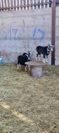 Image 2 of Lots of Goats ready for new homes