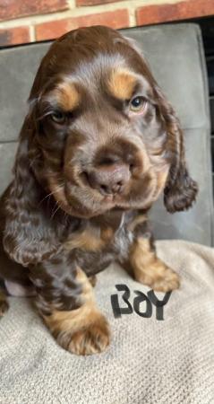 Image 2 of True show Cocker spaniel puppies for sale