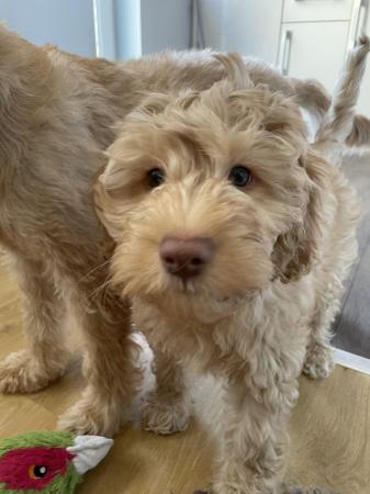 Image 14 of Goldendoodle puppies *** only 1 boy left ready now*