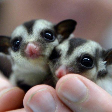 Image 5 of baby male sugar gliders in store and ready to go