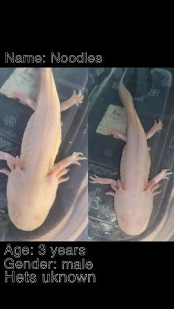 Image 3 of Adults male axolotls for sale