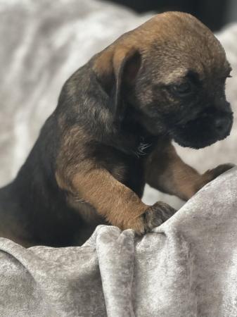 Image 2 of Slem clear border terrier girl 3/4 oxcroft ready now