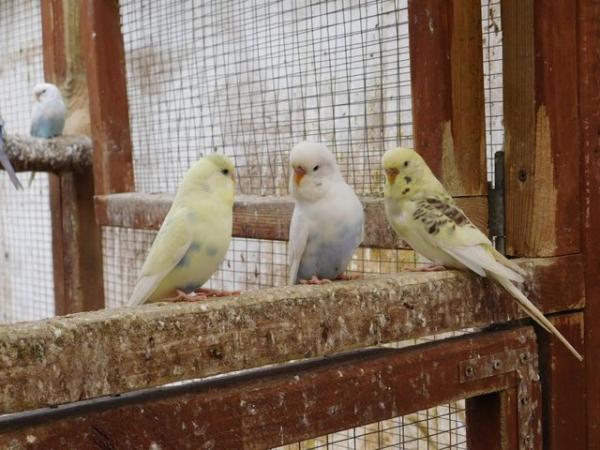 Image 3 of Budgies For Sale. Ideal Pets (Friendly) + Suit for Aviaries