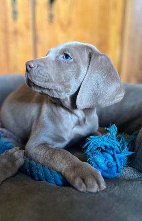 Image 4 of Special home needed Beautiful Blue Weimaraner Puppy