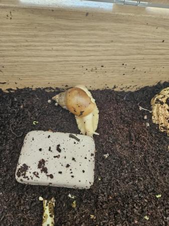Image 3 of African land snails for sale