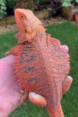 Image 16 of Licensed Breeder Top Bearded Dragon Morphs in Castle Cary