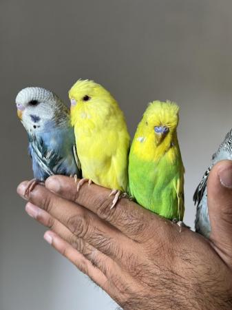 Image 4 of Hand Tame Baby Budgie Parakeets