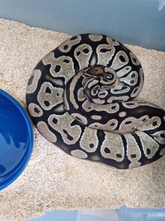 Image 11 of Various ball python available