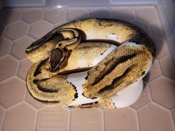 Image 3 of Breeding Size Royal Python Morphs collection (M/F) for sale