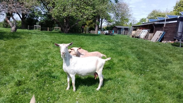 Image 1 of Milking goats for sale. Small starter herd.