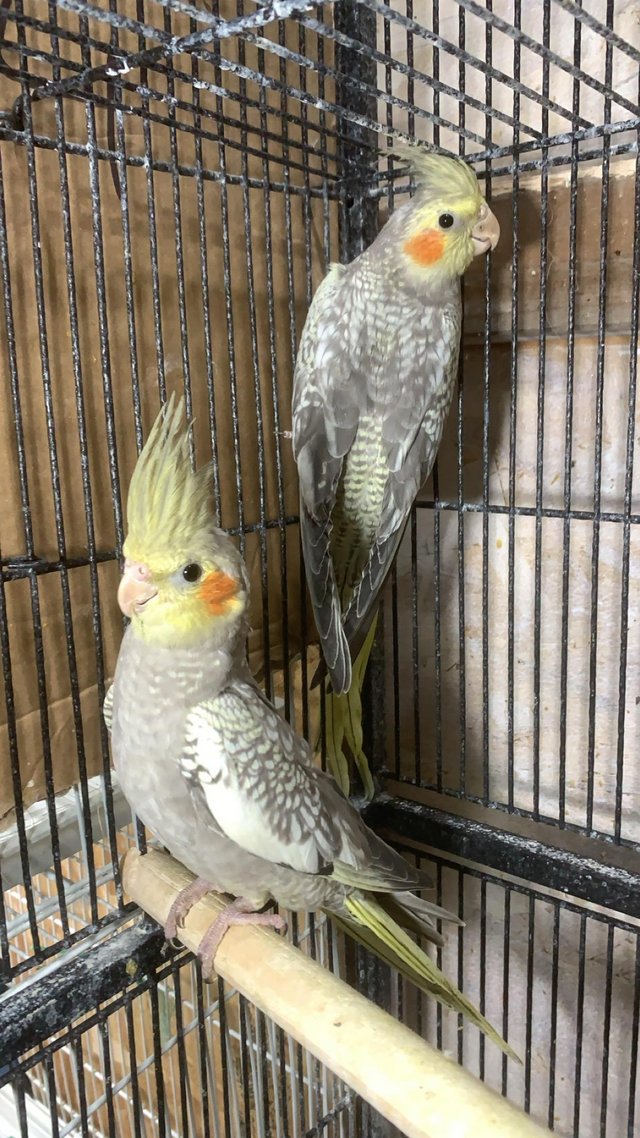 Preview of the first image of Beautiful pearl and grey cockatiels.