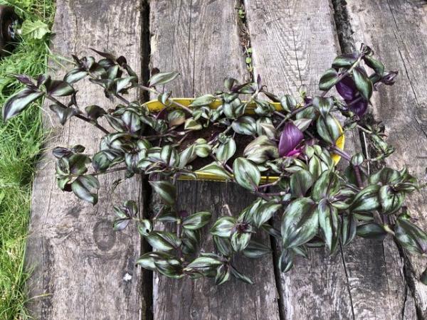 Image 1 of Tradescantia house plant tray for sale