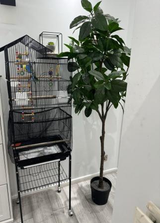 Image 5 of Pair of Exhibition budgies with large cage