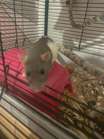 Image 2 of Silly tame female rat. Comes with setup