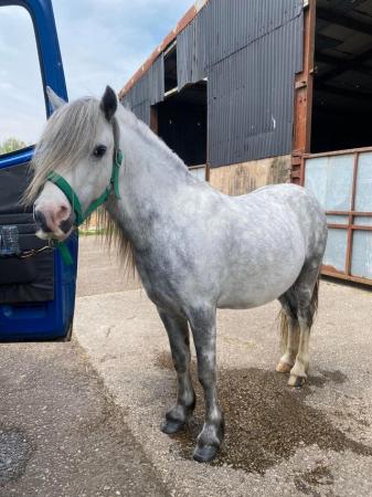 Image 41 of 5*Home Found Other Rescue Ponies Available 4 Full Re-Homing.