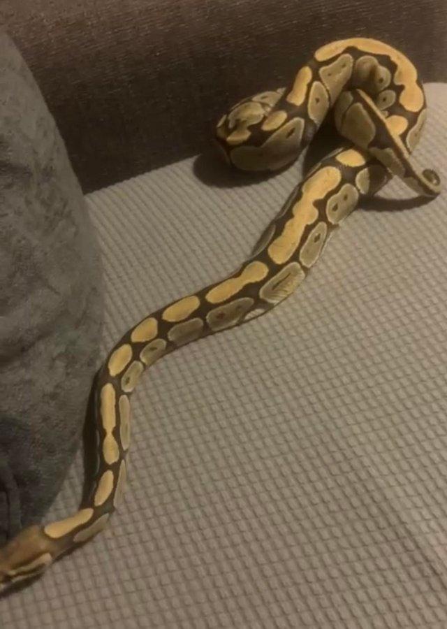 Preview of the first image of Orange ghost Royal ball python.