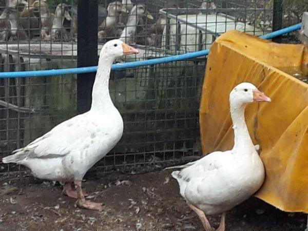 Image 3 of Pilgrim geese available, males and females