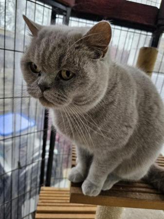 Image 6 of British Shorthair -Lilac Queen for sale