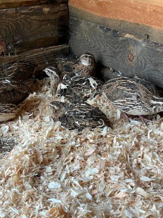 Image 2 of quail for sale, mixed sex, 4 mths old