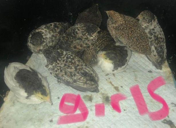 Image 11 of SEXED QUAILS AVAILABLE !