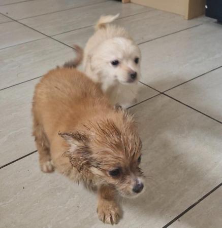 Image 16 of 3x Male Pomchi Puppies for Sale!