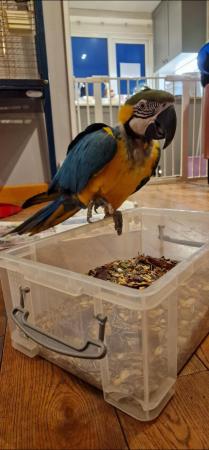 Image 4 of Blue & gold Macaw Parrot Male