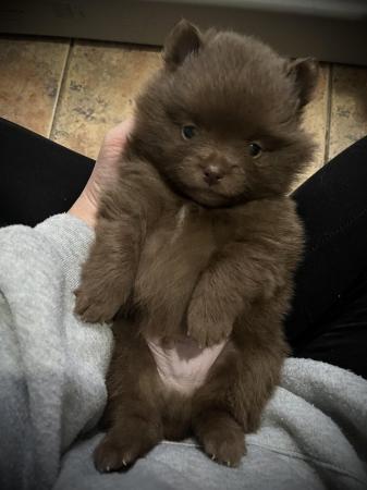 Image 4 of Ready now! Chocolate & sable Pomeranian puppies
