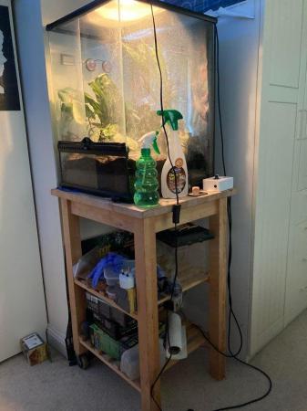 Image 4 of ~2 Year 9 Month Old Orange Striped Gargoyle Gecko + Set Up