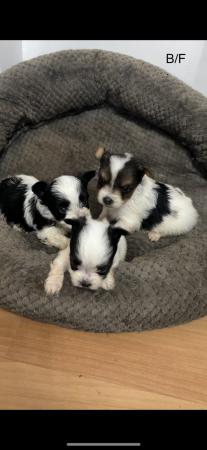 Image 14 of Very meautiful mini Biewer puppies for sale