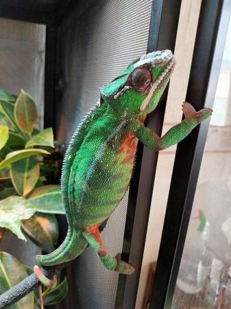 Image 4 of male panther chameleion