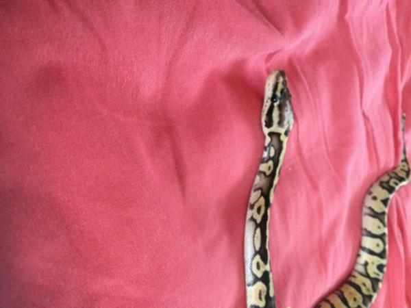 Image 3 of Female super pastel baby royal python