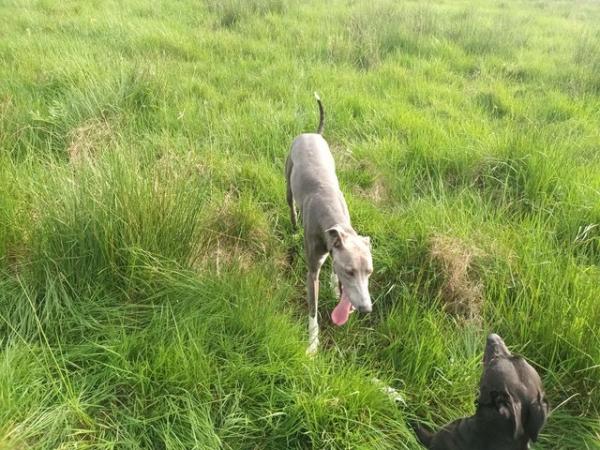 Image 3 of Blue 2 year old lurcher. Fully Vaccinated,wormed and muted
