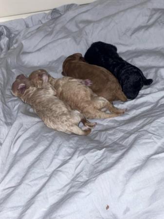 Image 2 of Kc miniature poodle puppys