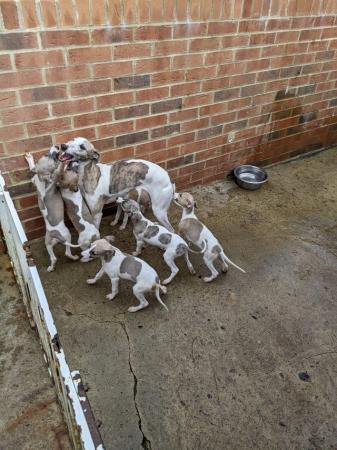 Image 2 of WHIPPET PUPPIES, PEDIGREE,KC REGISTERED