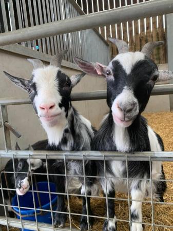 Image 1 of Two female friendly pygmy goats